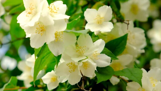 Jasmine bush blooms in the garden. Selective focus.