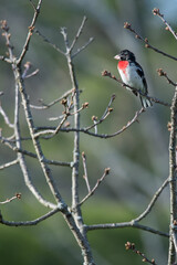 Male Rose-Breasted Grosbeak perched in tree branches