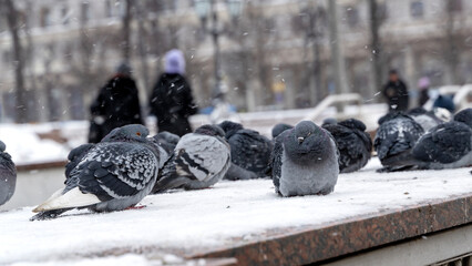 pigeons walk in the snow in winter, freeze from the cold in the cold during a blizzard
