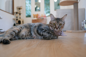 A closeup shot of a cute cat laying and looking to the camera