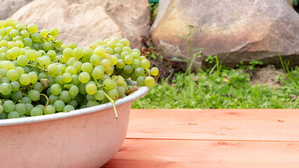 Harvested blue grapes in crates near vineyard in autumn