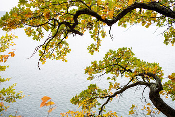 autumn tree with leaves