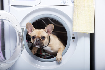 A bulldog peeks out of the open door of a washing machine doing extreme entertainment while staring intently right into the camera.