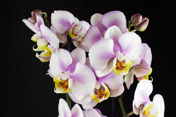 Fototapeta na wymiar Orchid flowers on a black background. Phalaenopsis pink and white close-up. Beautiful floral background.