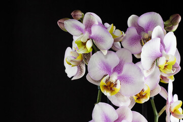 Naklejka na ściany i meble Orchid flowers on a black background. Phalaenopsis pink and white close-up. Beautiful floral background.