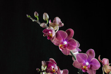 Obraz na płótnie Canvas Flowers of a varietal orchid on a black background. Phalaenopsis is dark red in close-up. Beautiful floral background. 