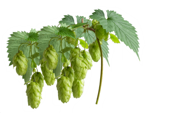 Twig of green hops climbing plant isolated