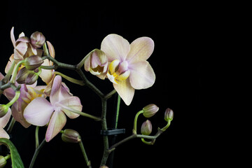Naklejka na ściany i meble Beautiful orchid with pink flowers on a black background. Floral natural background in a dark key. Phalaenopsis Scention