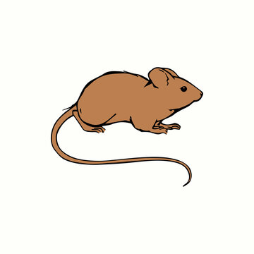 rat vector on a white background