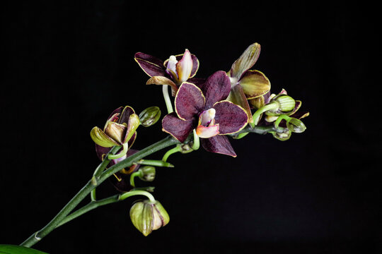 Phalaenopsis orchid with dark red flowers on a black background. Beautiful floral background. Orchid multiflora Esmee