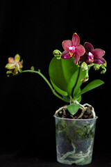 Phalaenopsis orchid with dark red flowers on a black background. Beautiful floral background. Orchid multiflora Phoenix