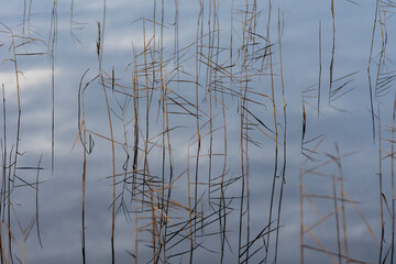 Background from golden straws of grass and the sky mirroring in calm and shiny water