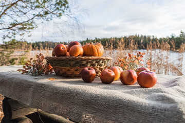 A beautiful basket with pumpkins and apples on the table covered with a canvas tablecloth. Autumn still life on the background of a lake with reeds.