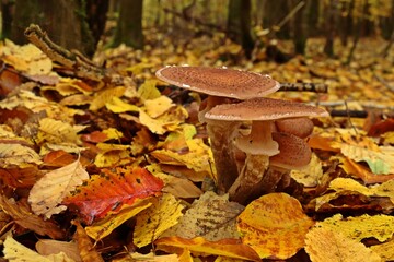 Hallimasch (Armillaria) im Nationalpark Kellerwald
