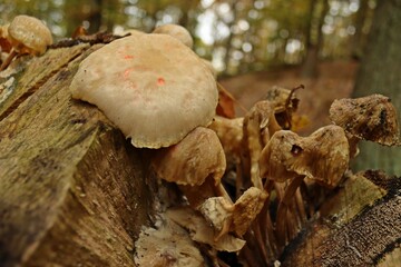 Von Schimmelpilzen und Bakterien befallene Buchen-Schleimrüblinge (Mucidula mucida)  im...