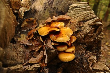 Schleimiger Schüppling (Pholiota adiposa) an totem Buchenstamm