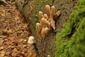 Von Maden zerfressene Buchen-Schleimrüblinge (Mucidula mucida) im Nationalpark Kellerwald