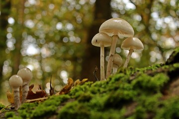 Buchen-Schleimrüblinge (Mucidula mucida) mit Spinne im Nationalpark Kellerwald