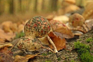 Von Schimmelpilzen und Bakterien befallene Buchen-Schleimrüblinge (Mucidula mucida)  im Nationalpark Kellerwald