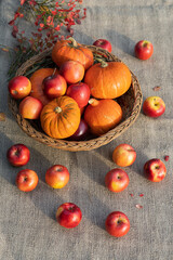Various pumpkins and red apples in a wicker basket on a table covered with a canvas cloth. Autumn still life top view. Vertical photo.