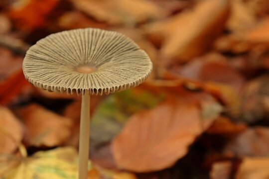 Scheibchentinling (Parasola spec.) im Nationalpark Kellerwald