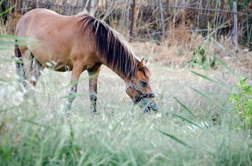 Horse. Farm animals. Farm in Greece.