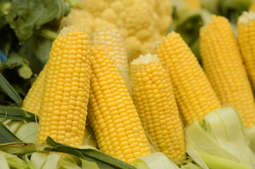 Fresh corn cobs, close up. An Partially Shucked Ear of Corn in a Bin of Corn. Farmer is selling organic corns at t a farmers market 