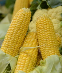 Fresh corn cobs, close up. An Partially Shucked Ear of Corn in a Bin of Corn. Farmer is selling organic corns at t a farmers market Vertical