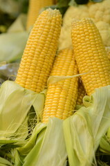 Fresh corn cobs, close up. An Partially Shucked Ear of Corn in a Bin of Corn. Farmer is selling organic corns at t a farmers market Vertical