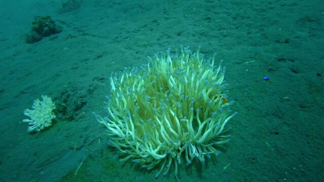 A Clownfish with red and white coloring can be seen swimming through a sea anemone in the ocean's depths.