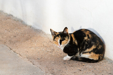 street tricolor cat sleeps crouched on the sidewalk while sunbathing