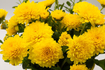 yellow chrysanthemum flowers