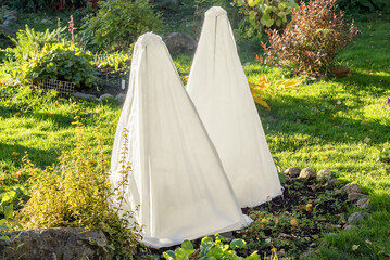 Autumn shelter of the plant from the northern frosts with a white breathable spunbond on a metal...