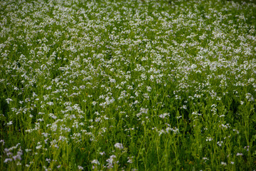 Landscape of Country Victoria, Australia