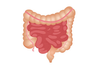 Flat vector illustration of small and large intestine. The human internal organ, the digestive tract. Vector illustration of human intestines isolated on white background