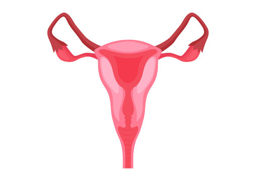 Female reproductive systems on a white background. Vector illustration of female reproductive systems