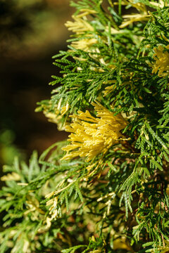 Close-up of green texture with yellow tips of Thuja occidentalis Smaragd Variegata. Selective focus. Interesting nature concept for background design