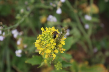 Wildblumen aus nächster Nähe. Tageslichtfoto. Bunte Blüten. Grünes Gras. Üppiges Laub. Insekten bei der Bestäubung. Sommerfeldszene. Landschaftliche Schönheit. Das Grün einer Wiese. Natürlichen.