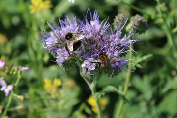 Wildblumen aus nächster Nähe. Tageslichtfoto. Bunte Blüten. Grünes Gras. Üppiges Laub. Insekten bei der Bestäubung. Sommerfeldszene. Landschaftliche Schönheit. Das Grün einer Wiese. Natürlichen.