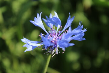 Wildblumen aus nächster Nähe. Tageslichtfoto. Bunte Blüten. Grünes Gras. Üppiges Laub. Insekten bei der Bestäubung. Sommerfeldszene. Landschaftliche Schönheit. Das Grün einer Wiese. Natürlichen.