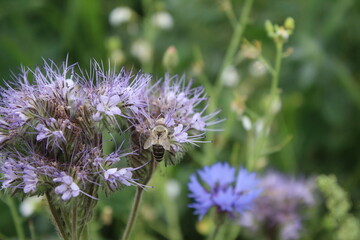 Wildblumen aus nächster Nähe. Tageslichtfoto. Bunte Blüten. Grünes Gras. Üppiges Laub. Insekten bei der Bestäubung. Sommerfeldszene. Landschaftliche Schönheit. Das Grün einer Wiese. Natürlichen.