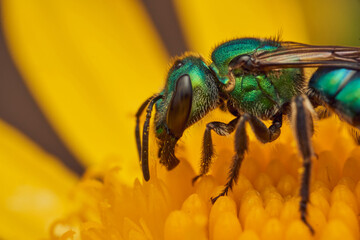 Details of a green bee on a yellow flower. Augochlora