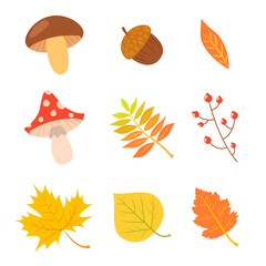 Set of colorful autumn leaves, mushrooms and berries