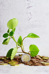 Scattered euro coins and green plant stalk on top of them. Economic concept.