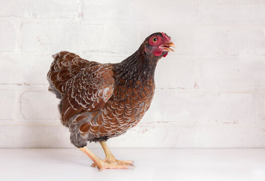 A young pygmy hen stands against a white brick background