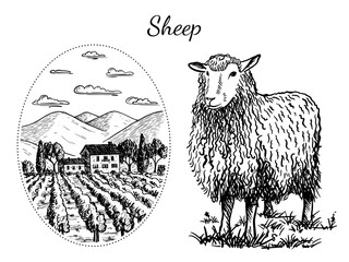 Black and white isolated vector sketch of a sheep and a rural landscape on a transparent background.