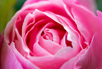 Fototapeta na wymiar Macro photography of a pink rose blossom