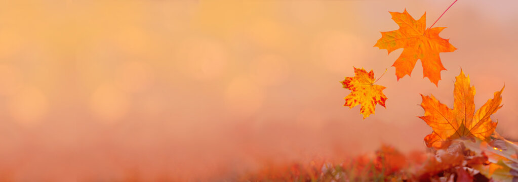 Falling maple leaves glow in sunlight on autumn background for black friday and halloween seasonal price drop.