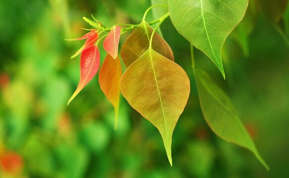 Closeup shot of a tree branch with red and green leaves