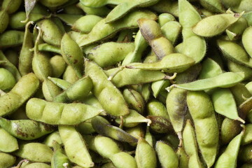 丹波黒（黒大豆）枝豆　仲摘み 　サヤが大きくなった　10月下旬